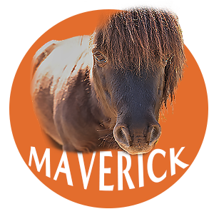 ND - Team Maverick | Animal Bio - Carlisle Creek Farm