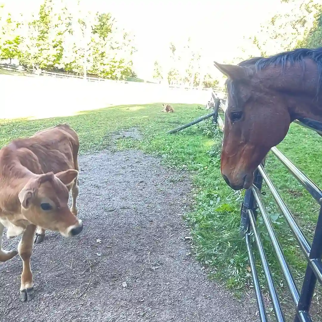 Cow and Horse